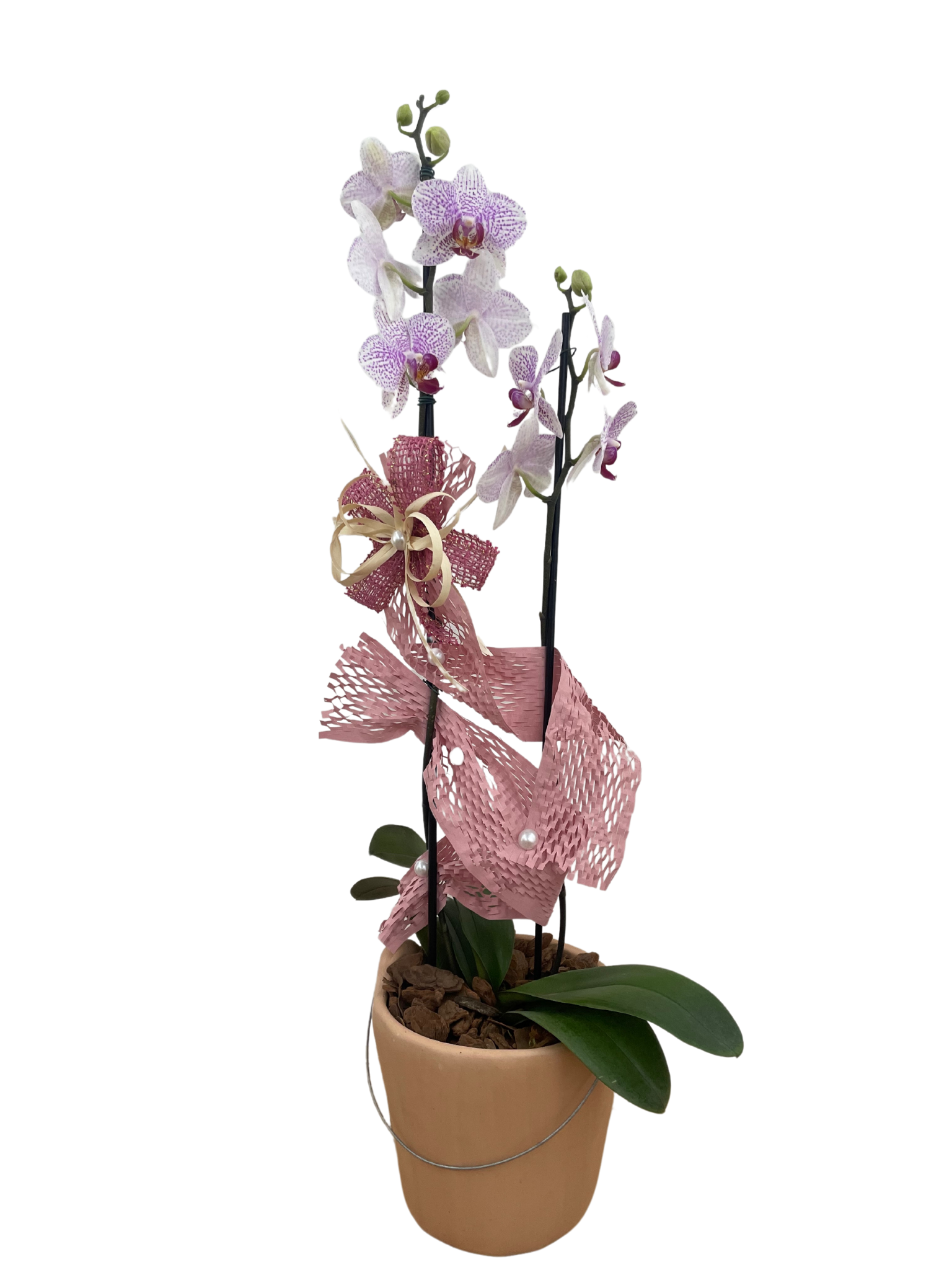 Orquídea no Vaso de Cerâmica Neutro