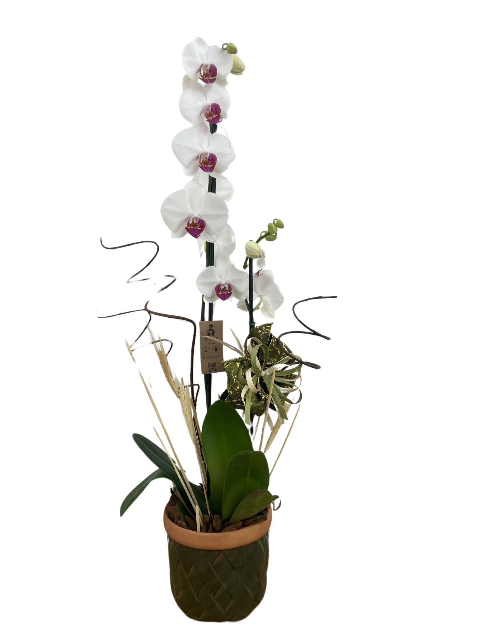 Orquídea no Vaso de Cerâmica Pintada