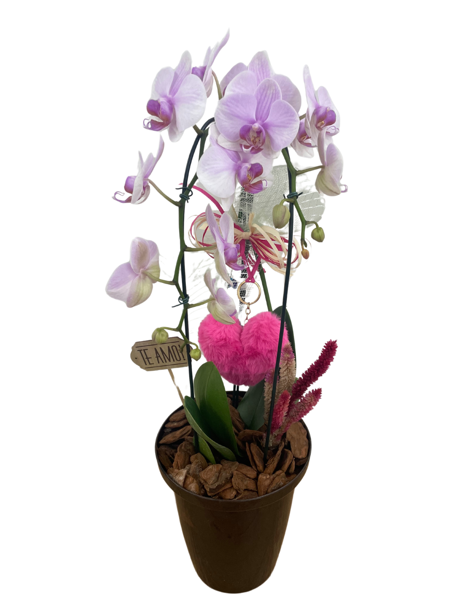  ORQUÍDEA NO VASO CONE