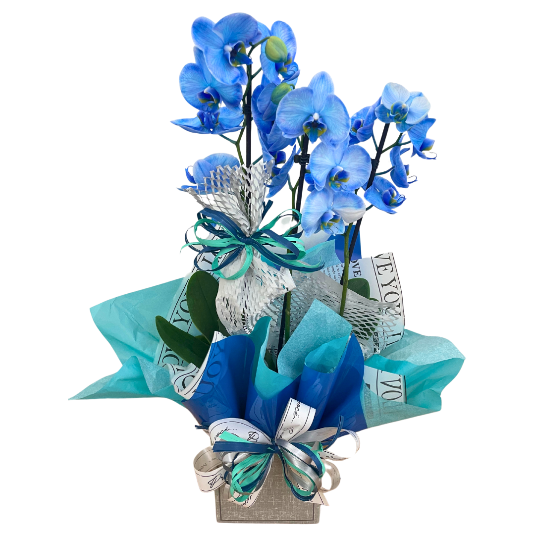 Orquídea Azul 