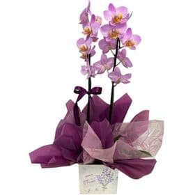 ORQUIDEA  PHALAENOPSIS 