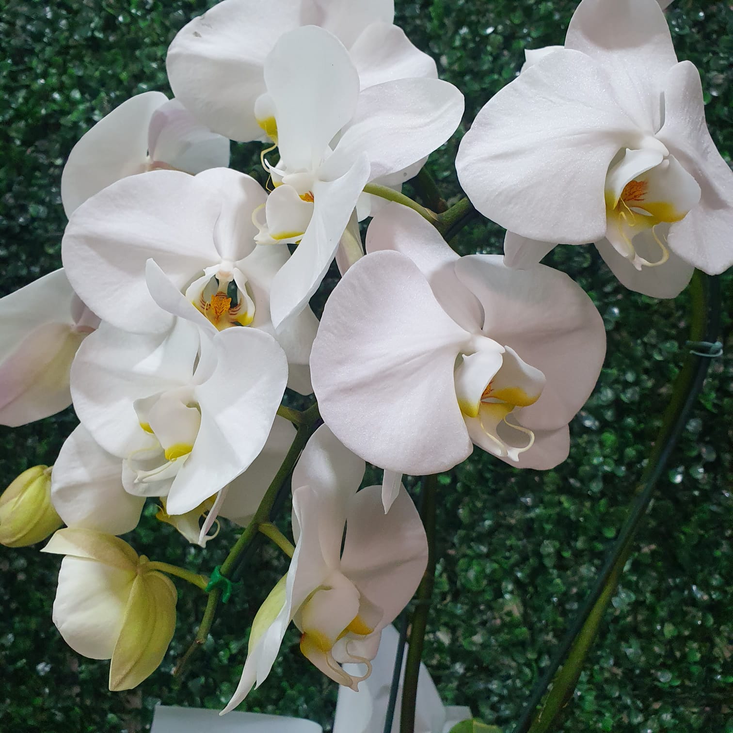 Orquídea Branca - Tela dourada 