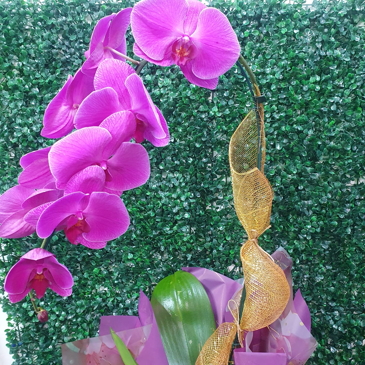 Orquídea com Tela dourada 