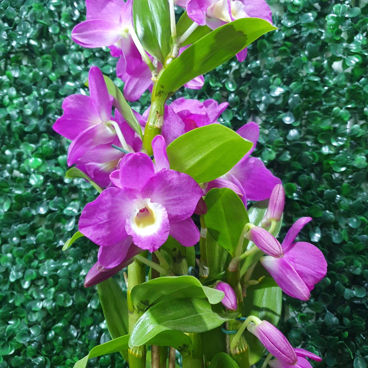 Dendrobium Rústica