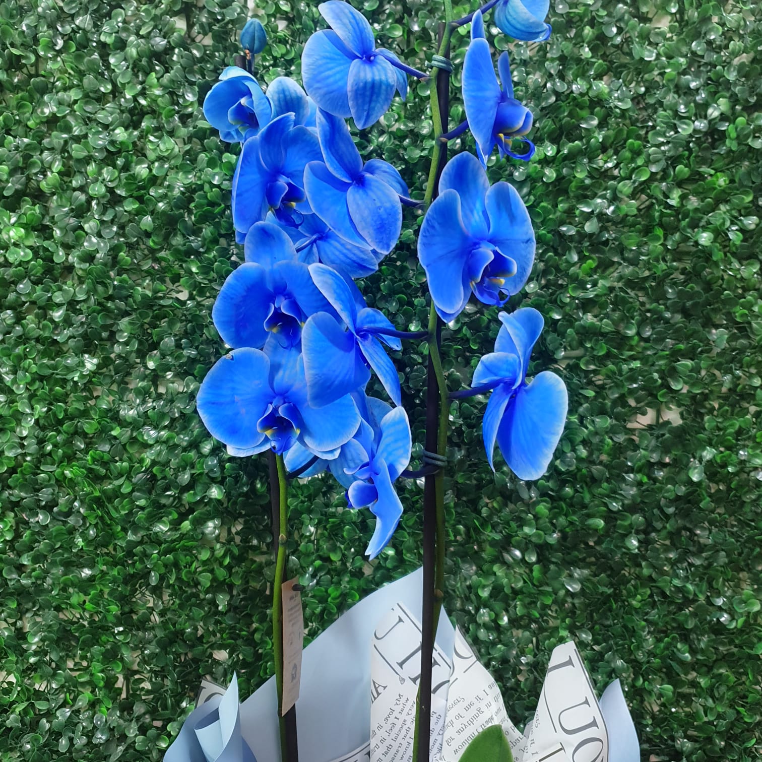 Orquídea Céu Azul  