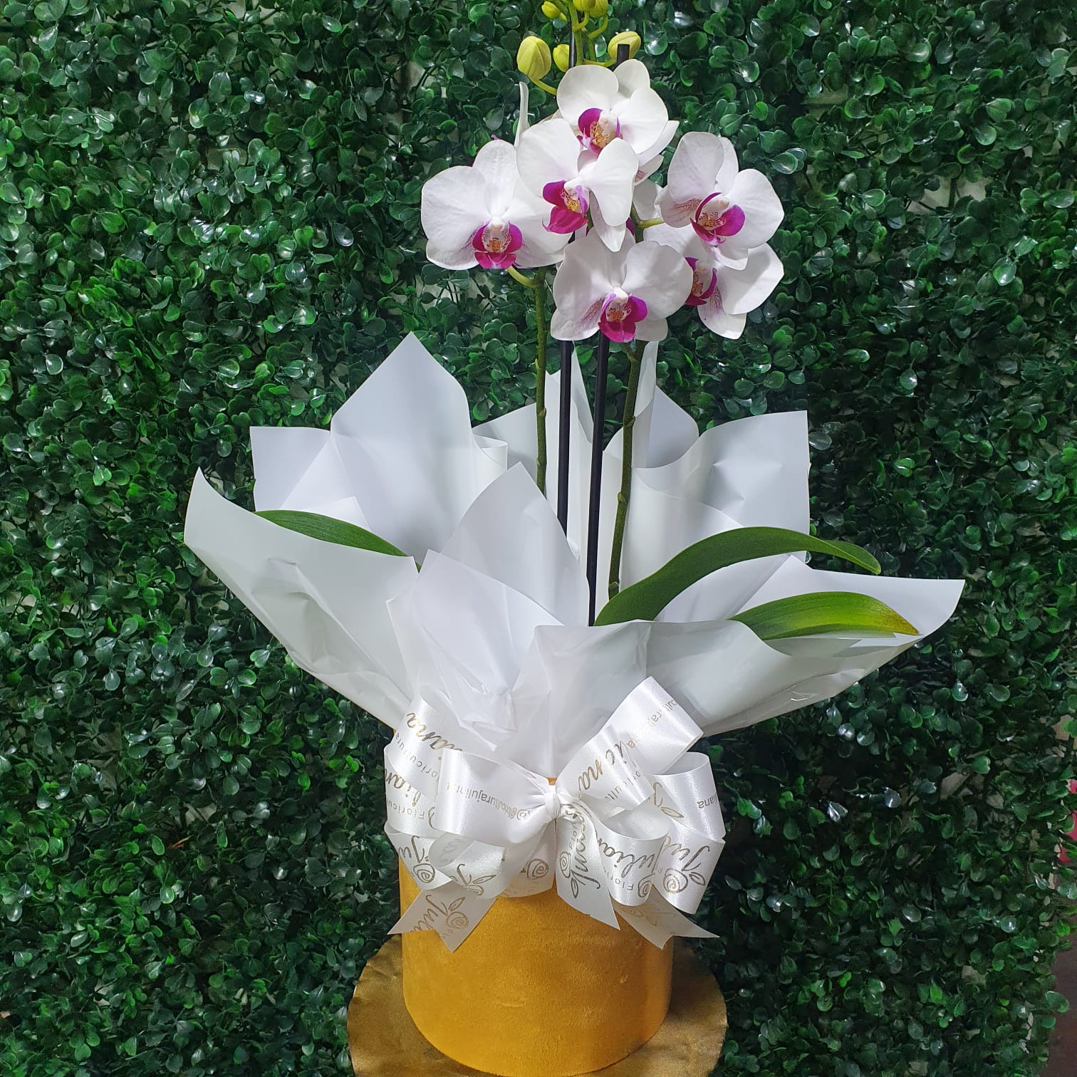 Mini Orquídea com cachepot Camurça 