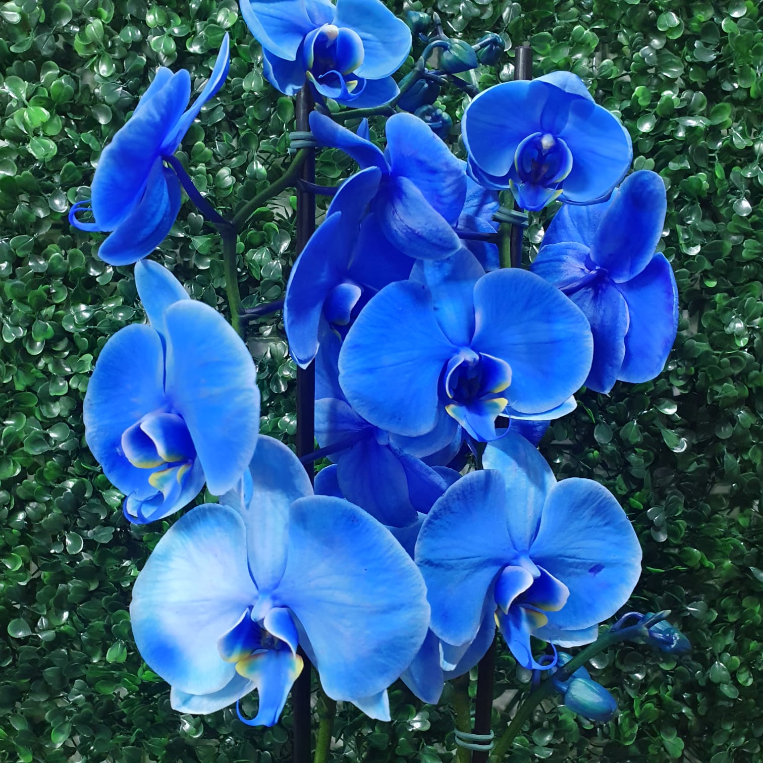 Orquídea Azul embalagem preta 