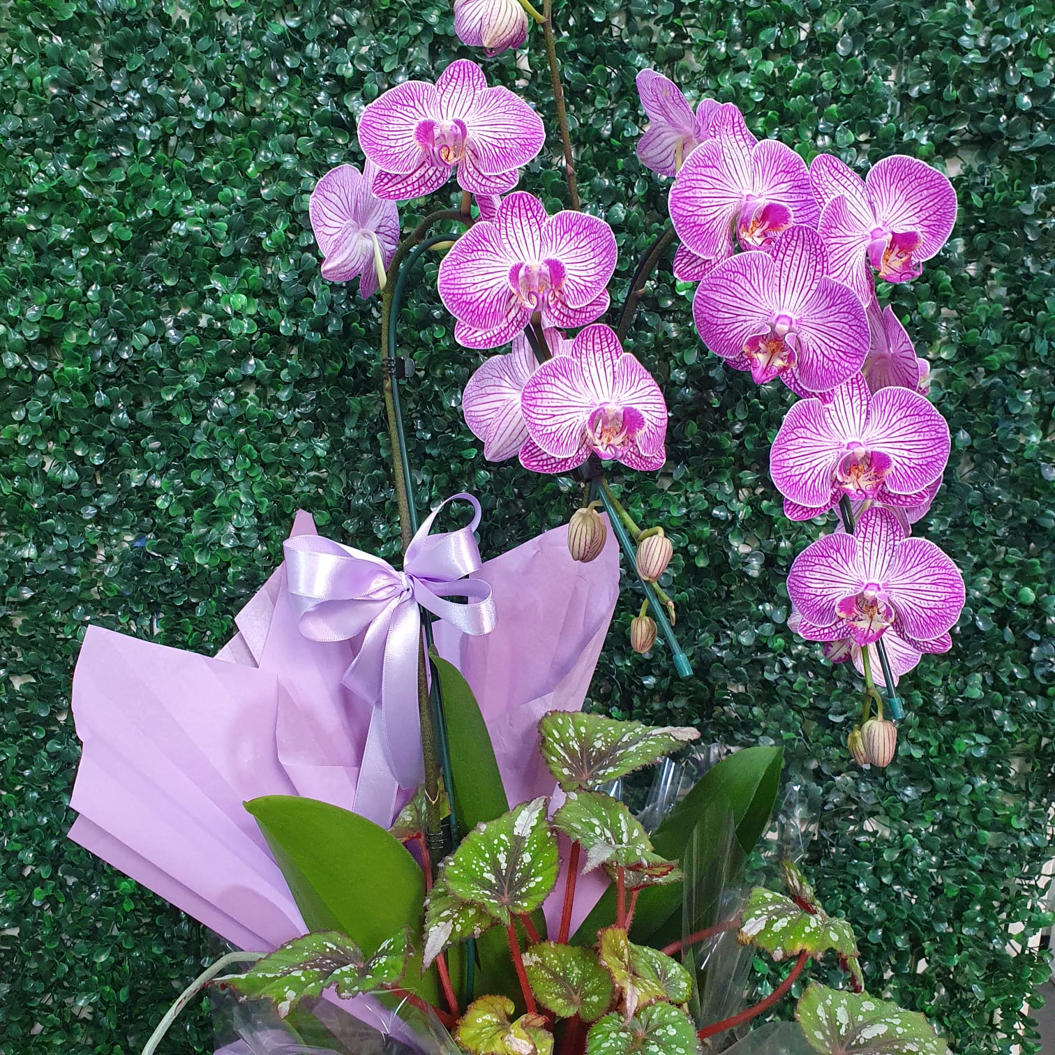 Orquidea  Roxa - "Eu Te Amo" 