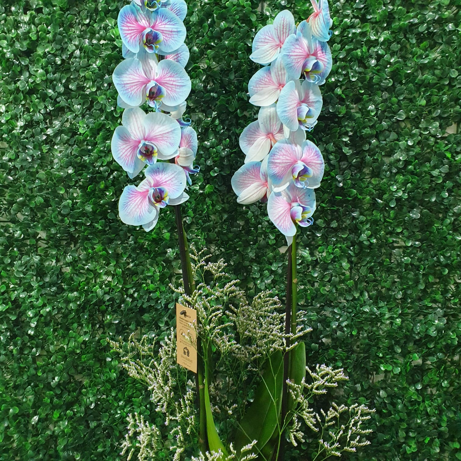 Orquidea Frozen com desidratado 