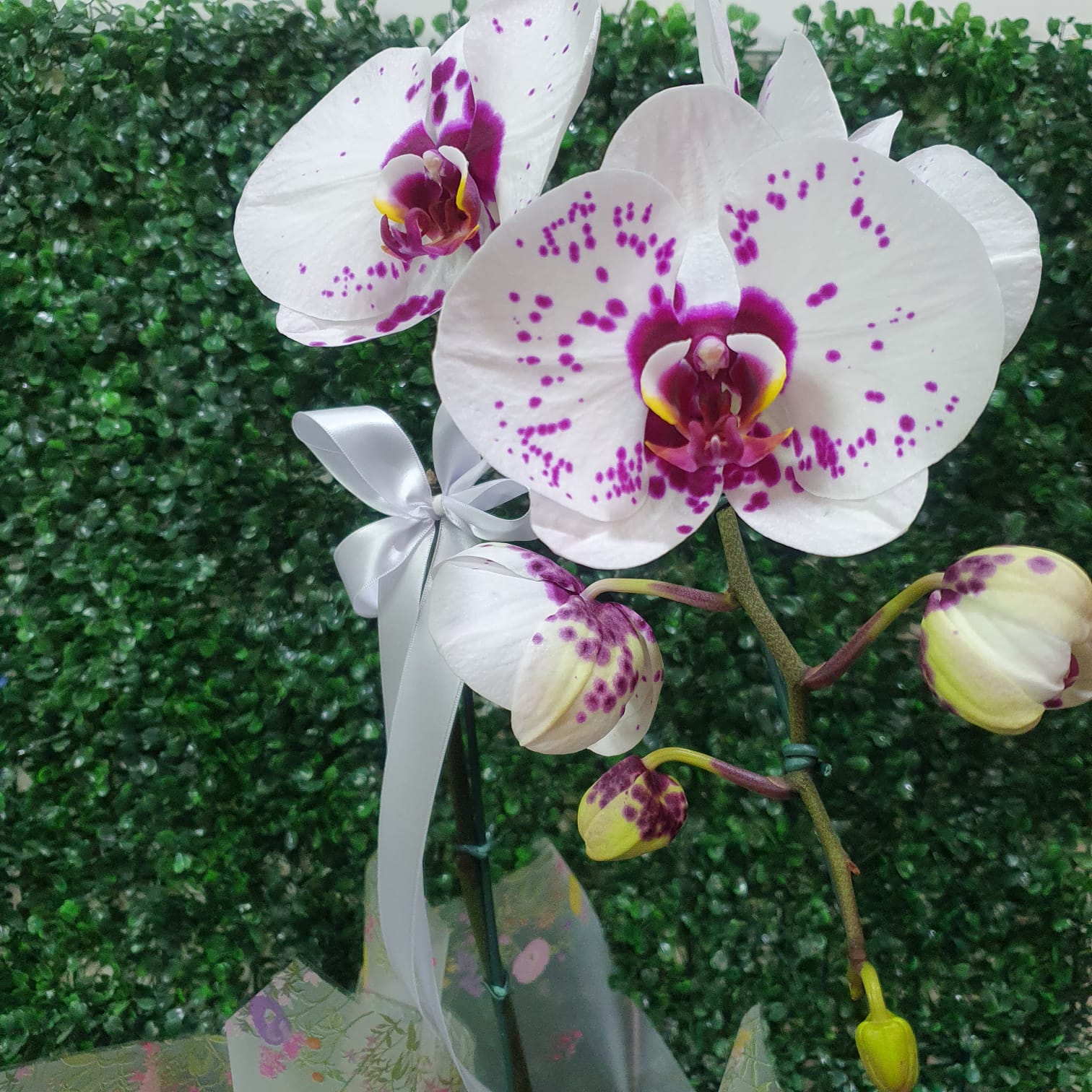 Orquídea pintadinha