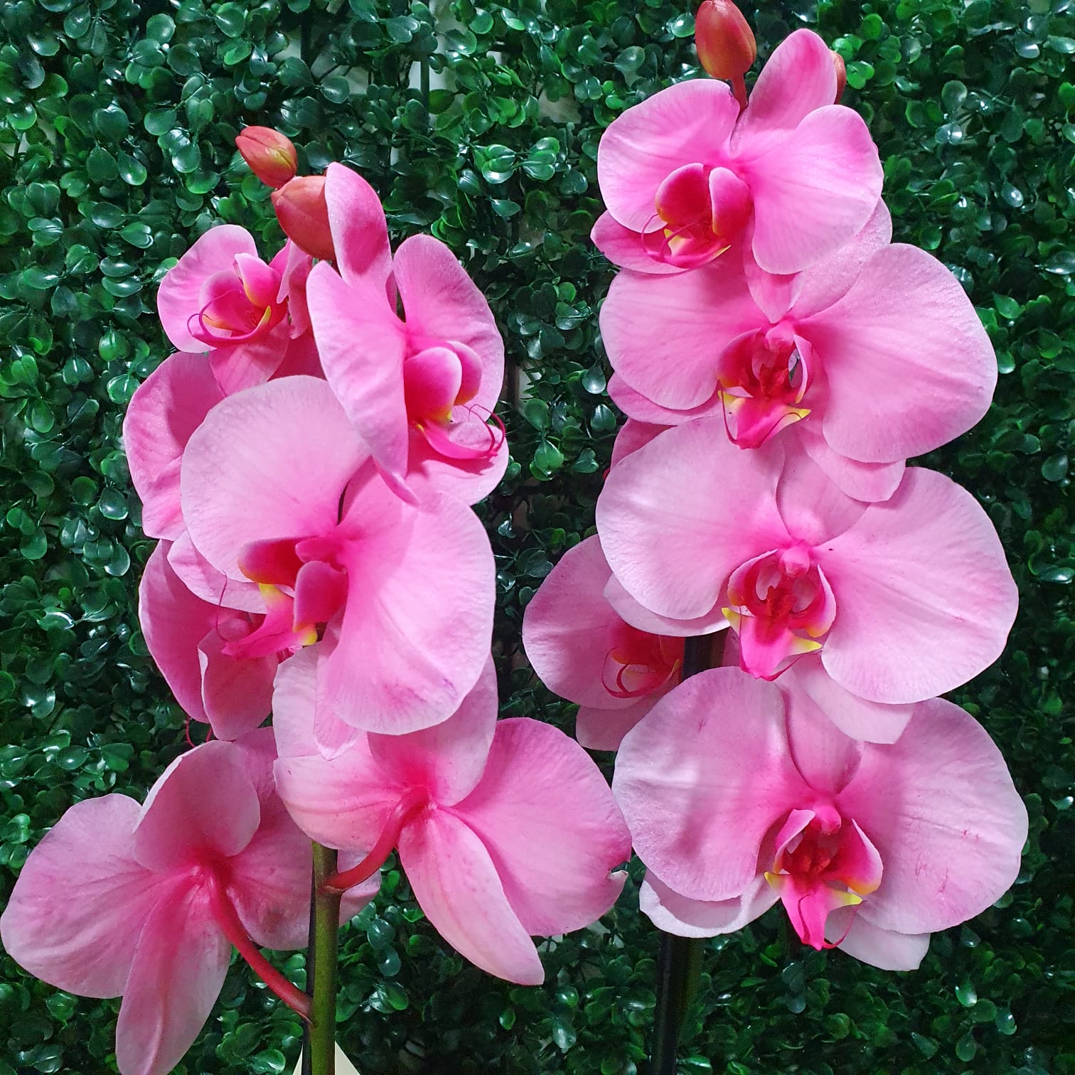 orquidea rosa com juta 