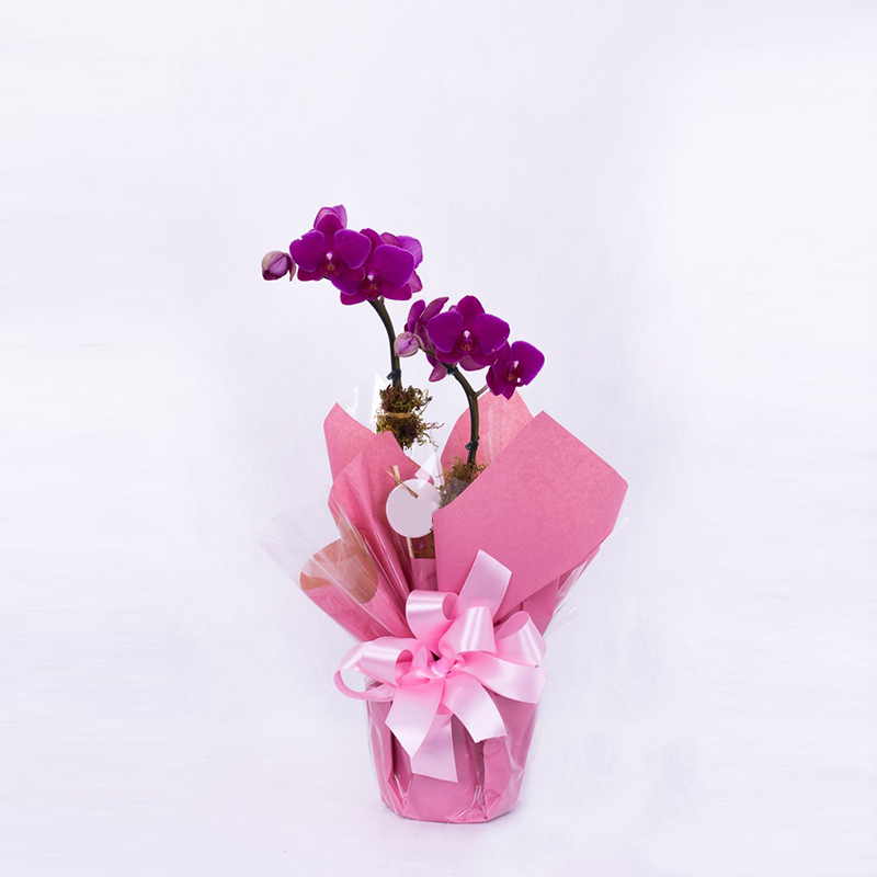 orquidea pink com embalagem