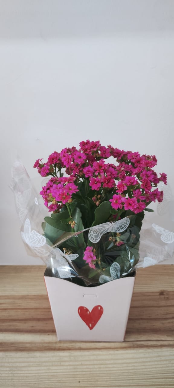 kalanchoe plantado