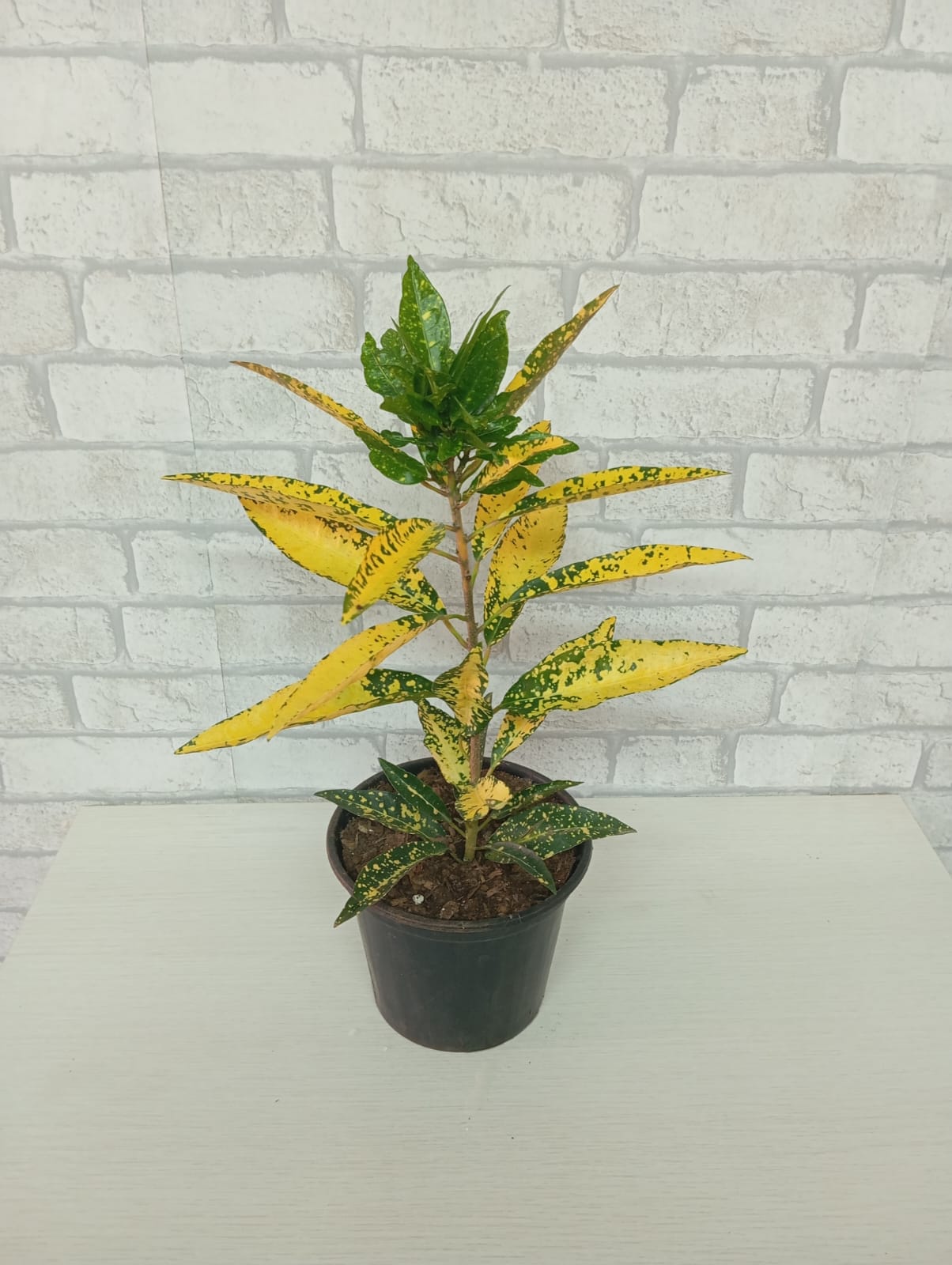 CROTON HIBRIDO 