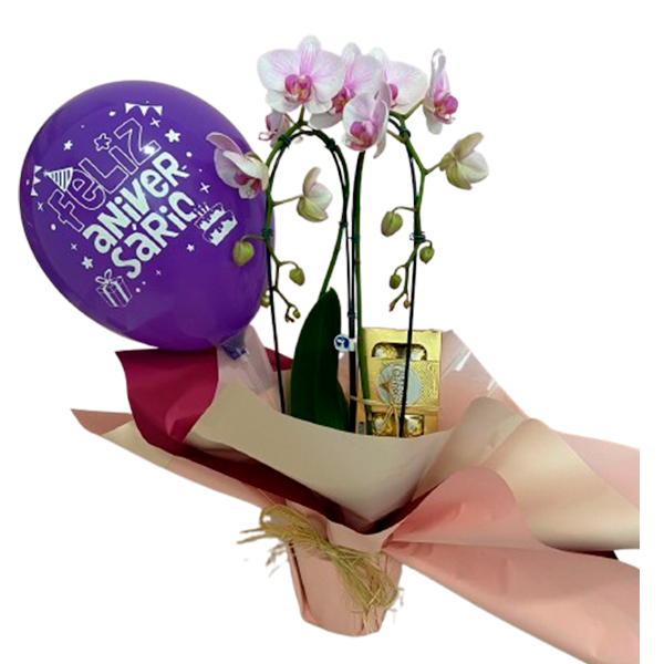 Orquídea com Chocolate e Balão Parabéns