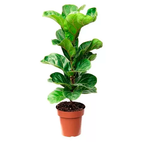 Ficus Lyrata