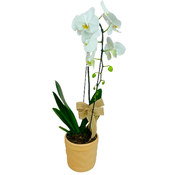 Orquídea em Vaso Especial