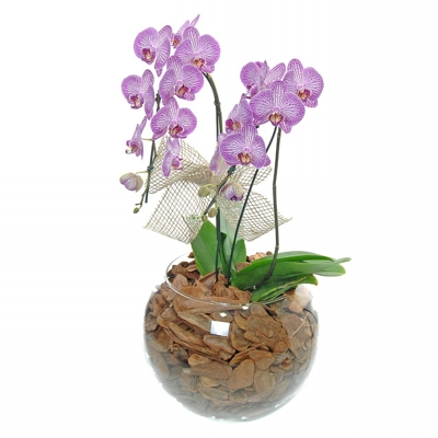 luxuosa orquidea com duas asters