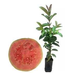 Muda goiaba enxertada 70cm - 1 Frutífera | Envio imediato