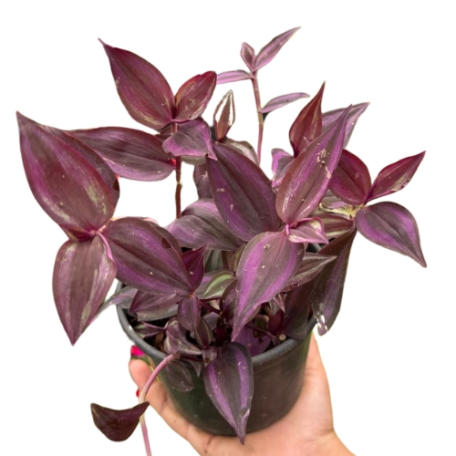 TRADESCANTIA ROXA