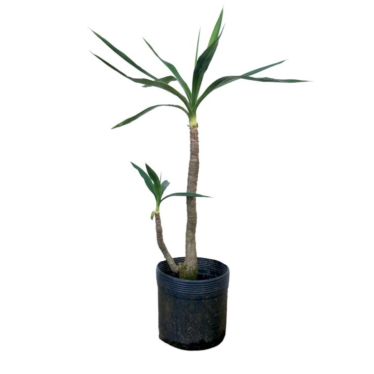 Yucca