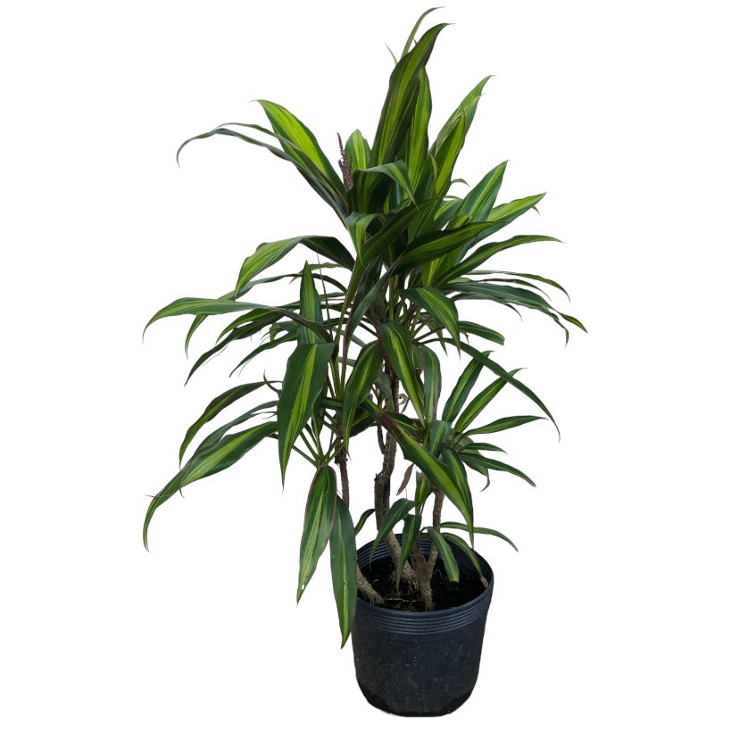 Dracena Verde