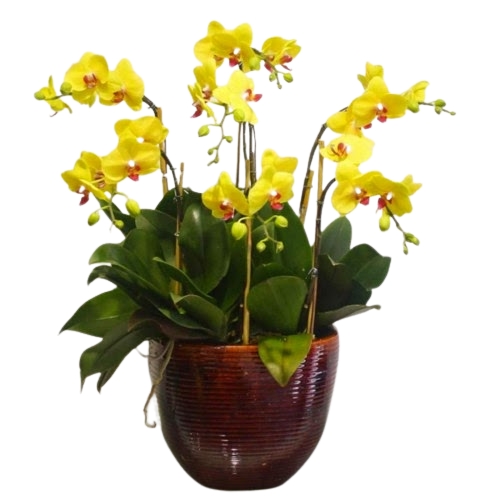 Vaso de Vietnamita c/ Orquídea 