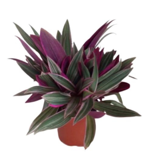 Muda Abacaxi Roxo Ornamental