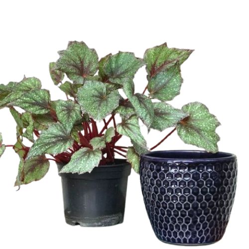 Kit Begonia Rex + Vaso de porcelana