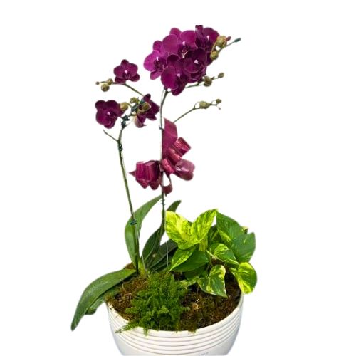 Kit Orquidea e Plantas Verdes