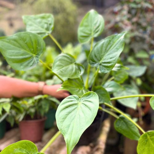 Alocasia cucullata