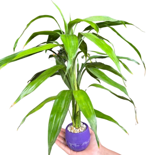 BAMBU DA SORTE VERDE - DRACENA SANDERANA