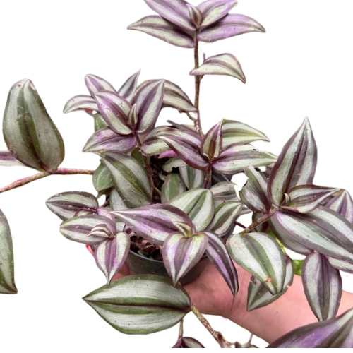 TRADESCANTIA VARIEGATA C/ ROXO