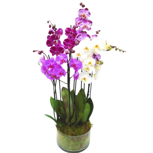 Vaso c/ Orquideas Cores Surtidas 