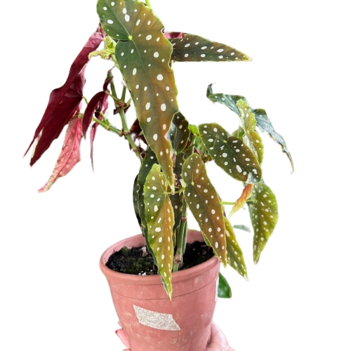 PLANTA BEGONIA MACULATA 