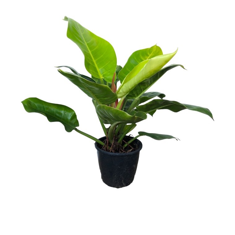 Philodendron Lua Clara