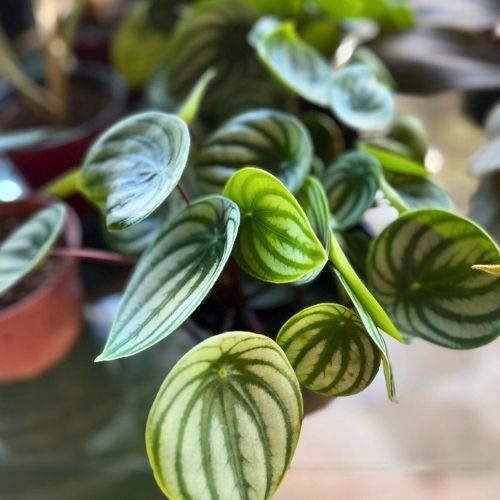 Peperomia Melância pt 15