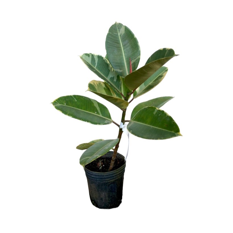 Ficus Elástica Variegata