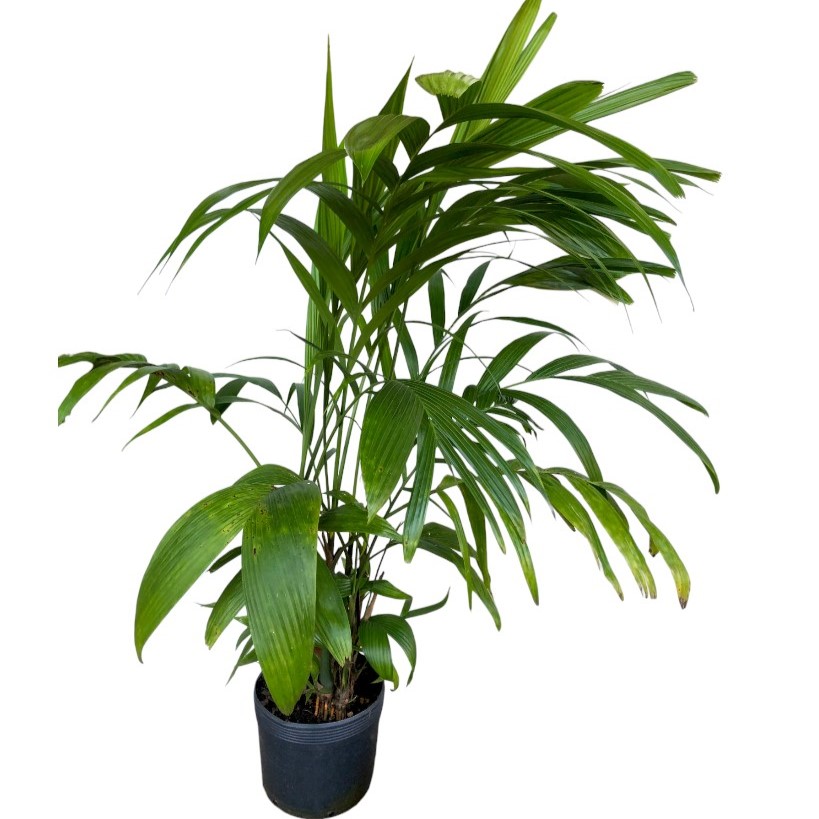 Palmeira Areca-triandra