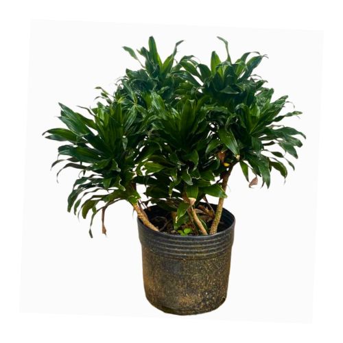 Dracena Compacta