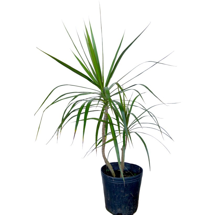 Dracena Madagascar