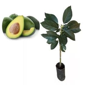 Muda abacate pescoço enxertada 70cm - 1 Frutífera | Envio imediato