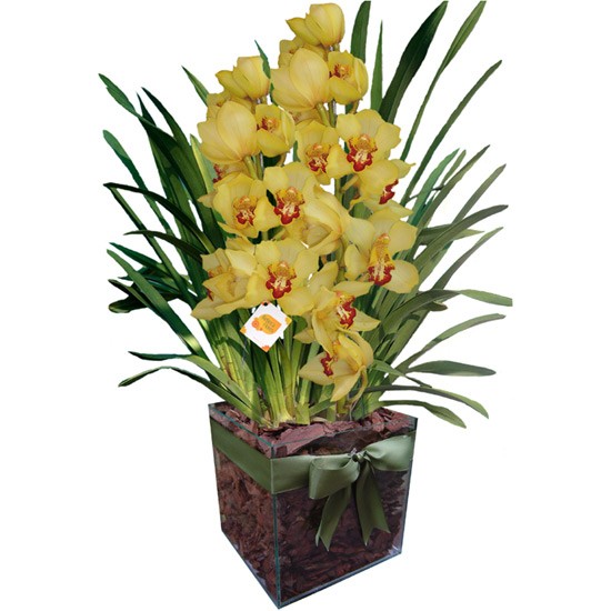 Orquídea cymbidium - NO VIDRO