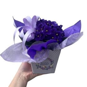 Violeta Premium Decorada