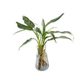 PHILODENDRON