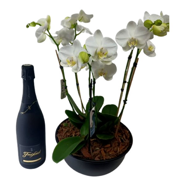 Arranjo de 2 Mini Orquídeas no vaso preto