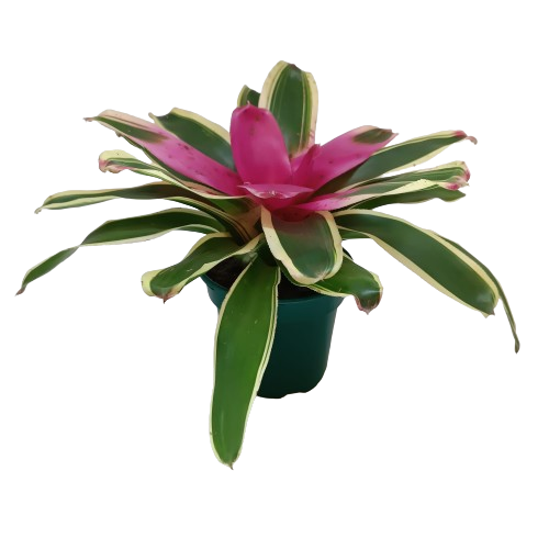 Bromélia Neoregelia do Miolo Rosa